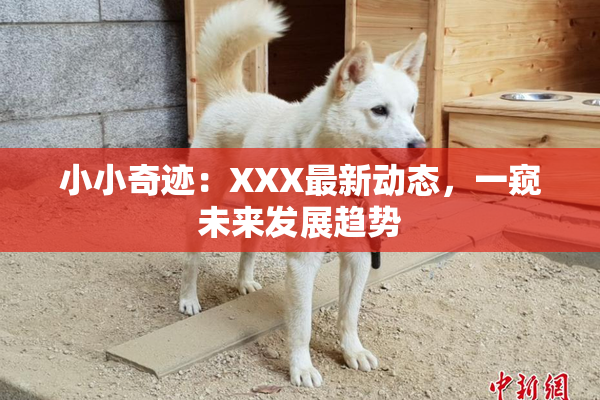 小小奇迹：XXX最新动态，一窥未来发展趋势