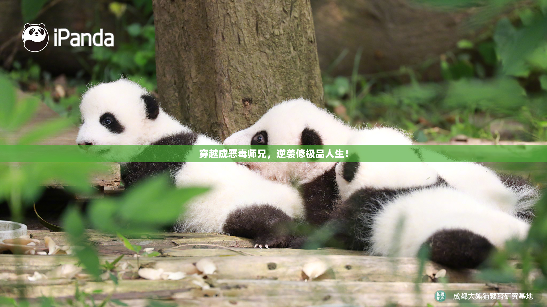 穿越成恶毒师兄，逆袭修极品人生！