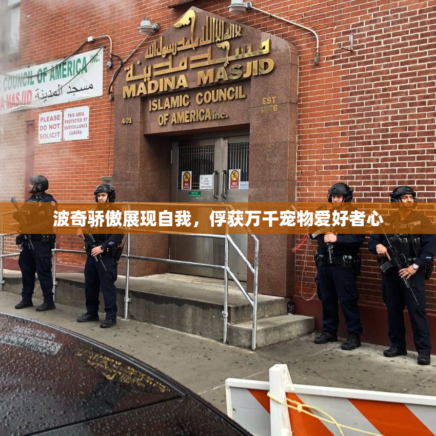 波奇骄傲展现自我，俘获万千宠物爱好者心