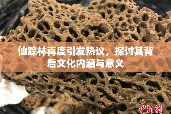 仙踪林再度引发热议，探讨其背后文化内涵与意义