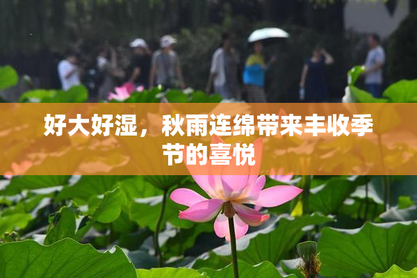 好大好湿，秋雨连绵带来丰收季节的喜悦
