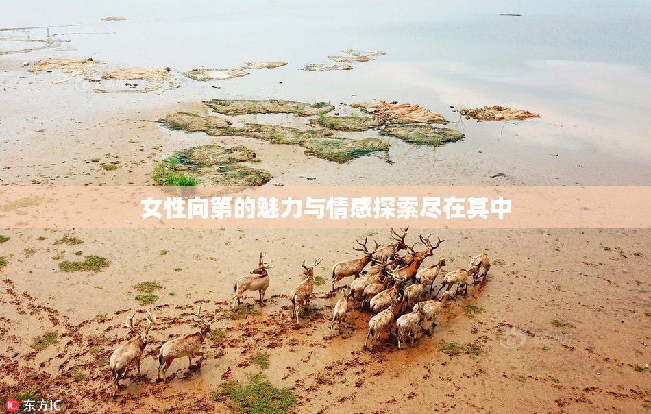 女性向第的魅力与情感探索尽在其中