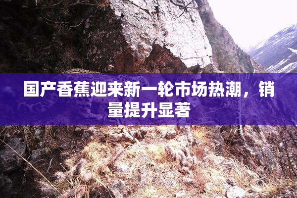 国产香蕉迎来新一轮市场热潮，销量提升显著