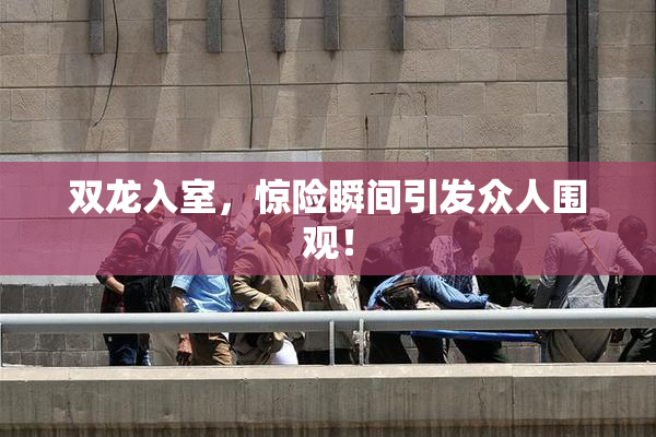 双龙入室，惊险瞬间引发众人围观！