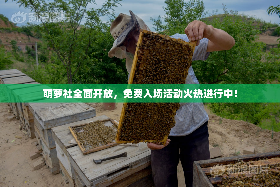 萌萝社全面开放，免费入场活动火热进行中！