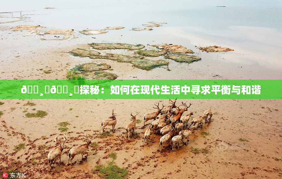 🌸‌🌸‌探秘：如何在现代生活中寻求平衡与和谐