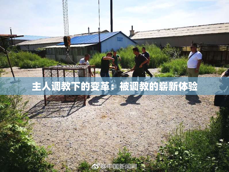 主人调教下的变革：被调教的崭新体验