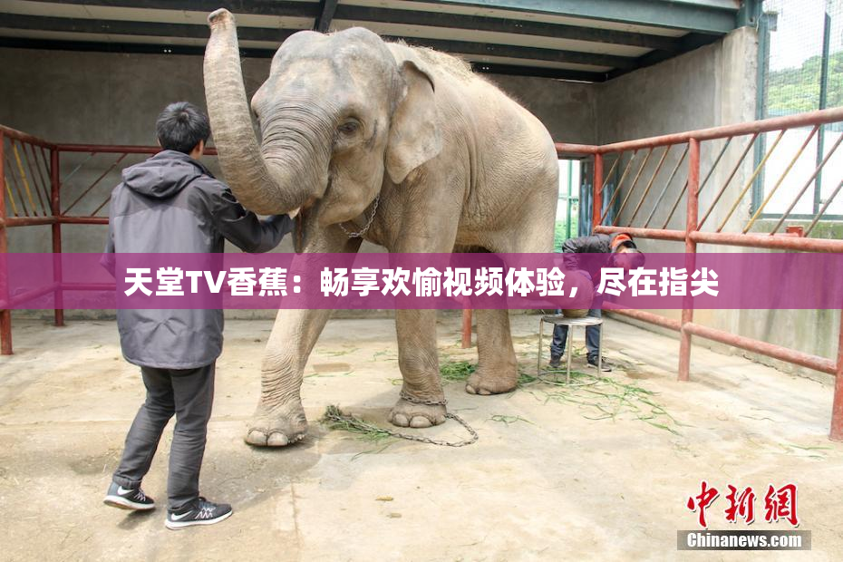 天堂TV香蕉：畅享欢愉视频体验，尽在指尖
