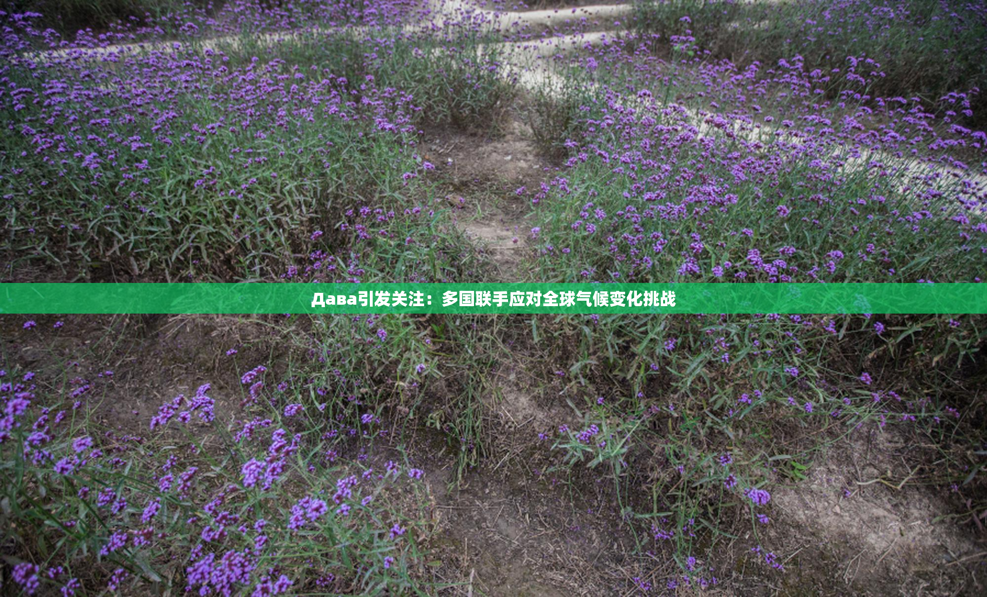 Дава引发关注：多国联手应对全球气候变化挑战