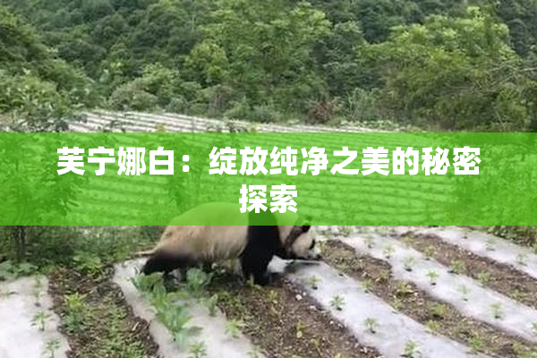 芙宁娜白：绽放纯净之美的秘密探索