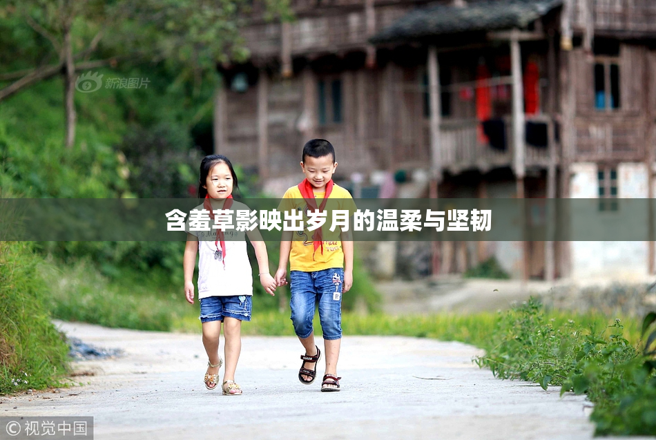 含羞草影映出岁月的温柔与坚韧