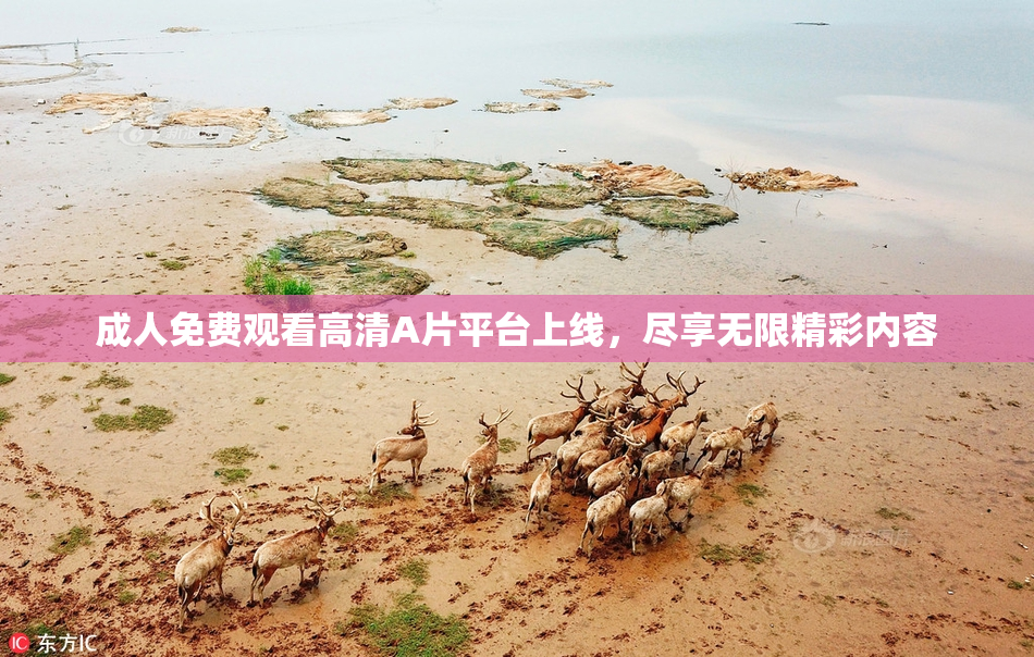 成人免费观看高清A片平台上线，尽享无限精彩内容