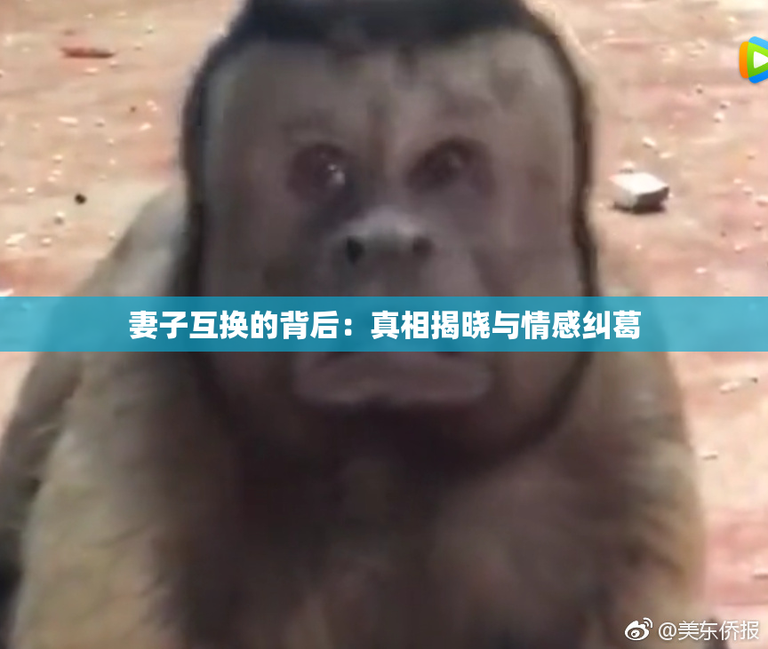 妻子互换的背后：真相揭晓与情感纠葛