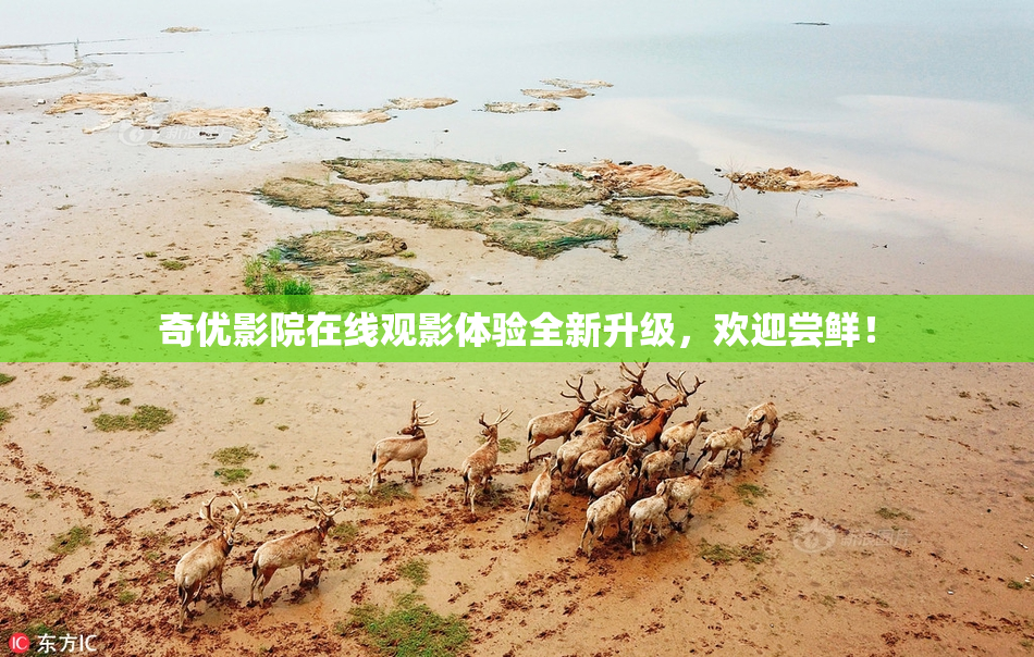奇优影院在线观影体验全新升级，欢迎尝鲜！