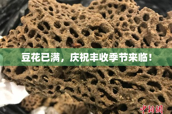 豆花已满，庆祝丰收季节来临！