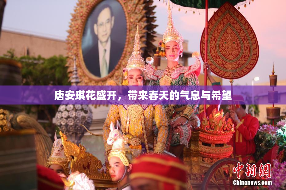 唐安琪花盛开，带来春天的气息与希望