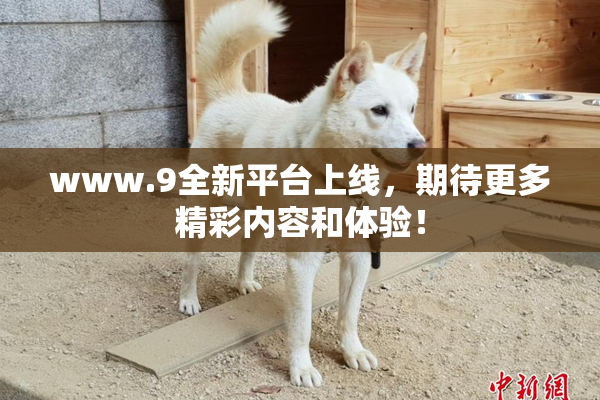 www.9全新平台上线，期待更多精彩内容和体验！