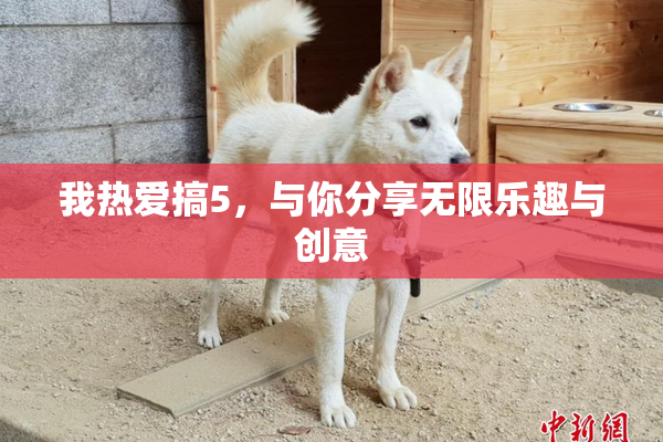 我热爱搞5，与你分享无限乐趣与创意