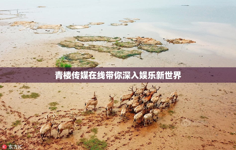 青楼传媒在线带你深入娱乐新世界