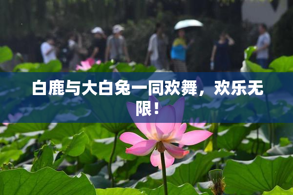 白鹿与大白兔一同欢舞，欢乐无限！