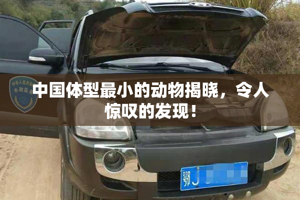 中国体型最小的动物揭晓，令人惊叹的发现！