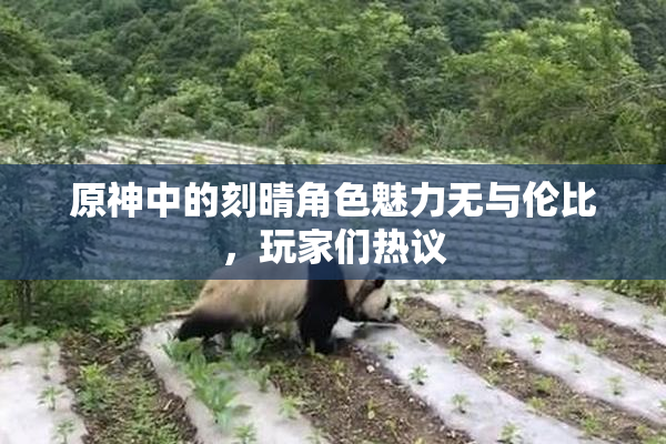 原神中的刻晴角色魅力无与伦比，玩家们热议