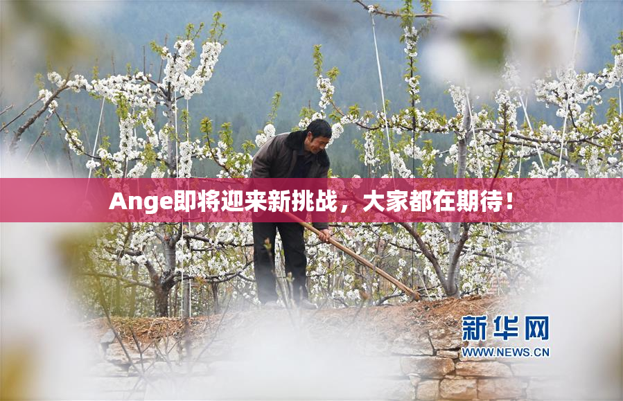 Ange即将迎来新挑战，大家都在期待！