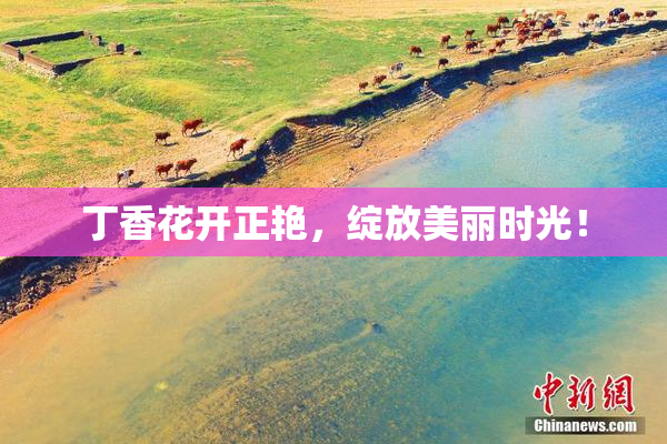 丁香花开正艳，绽放美丽时光！