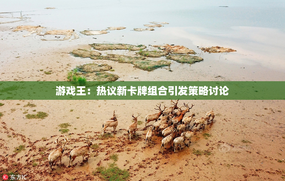 游戏王：热议新卡牌组合引发策略讨论