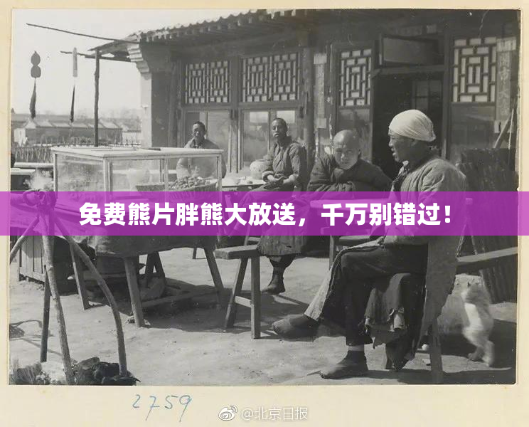 免费熊片胖熊大放送，千万别错过！