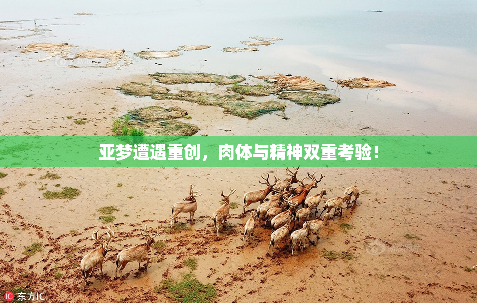 亚梦遭遇重创，肉体与精神双重考验！