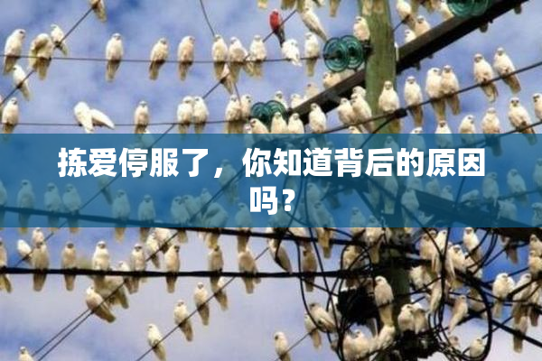 拣爱停服了，你知道背后的原因吗？