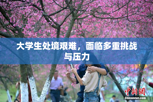 大学生处境艰难，面临多重挑战与压力