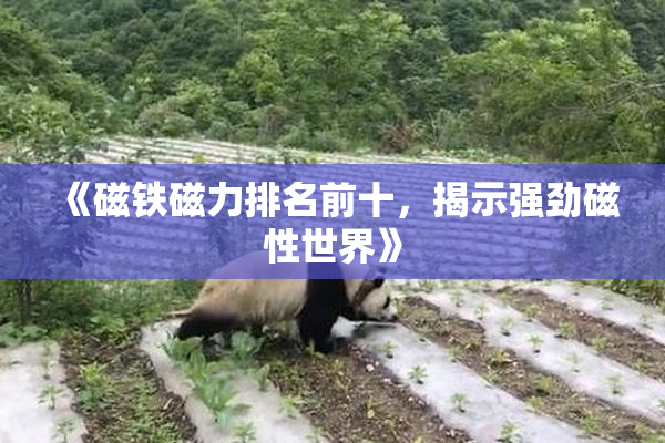 《磁铁磁力排名前十，揭示强劲磁性世界》