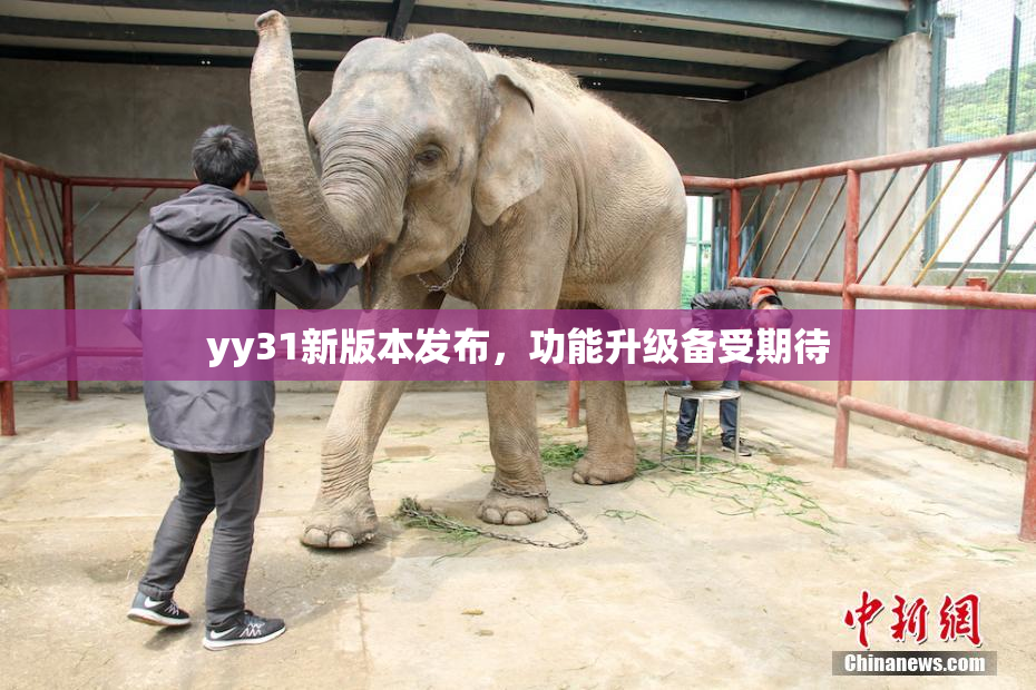 yy31新版本发布，功能升级备受期待