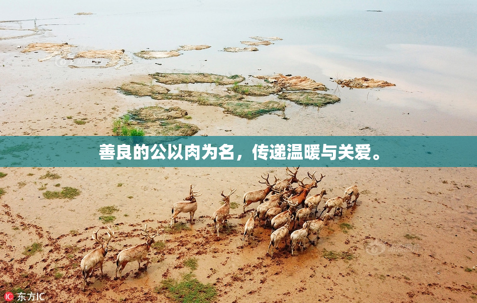 善良的公以肉为名，传递温暖与关爱。