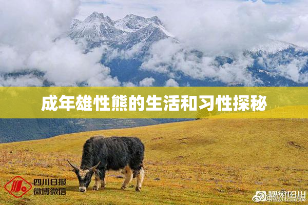 成年雄性熊的生活和习性探秘
