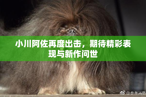 小川阿佐再度出击，期待精彩表现与新作问世