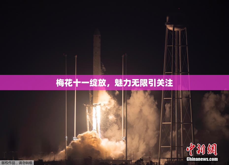 梅花十一绽放，魅力无限引关注