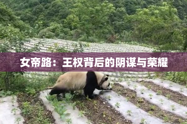 女帝路：王权背后的阴谋与荣耀
