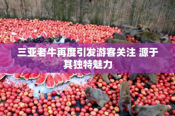 三亚老牛再度引发游客关注 源于其独特魅力
