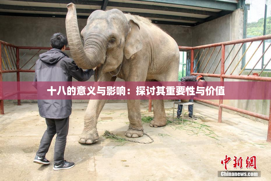 十八的意义与影响：探讨其重要性与价值