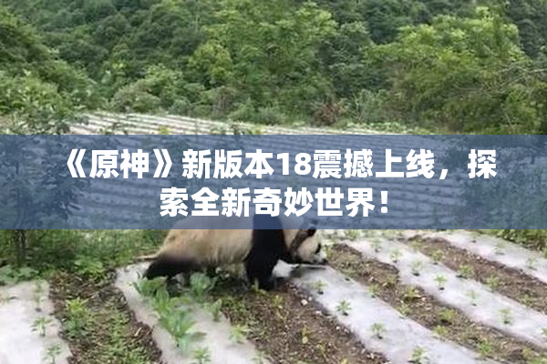 《原神》新版本18震撼上线，探索全新奇妙世界！