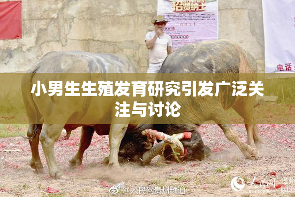 小男生生殖发育研究引发广泛关注与讨论