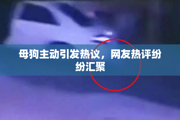 母狗主动引发热议，网友热评纷纷汇聚