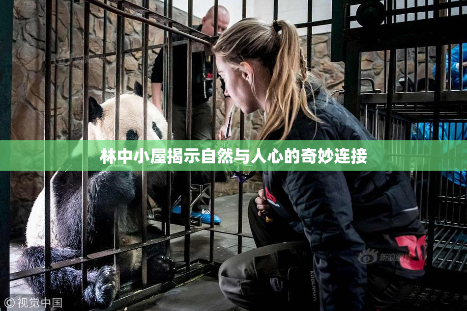林中小屋揭示自然与人心的奇妙连接