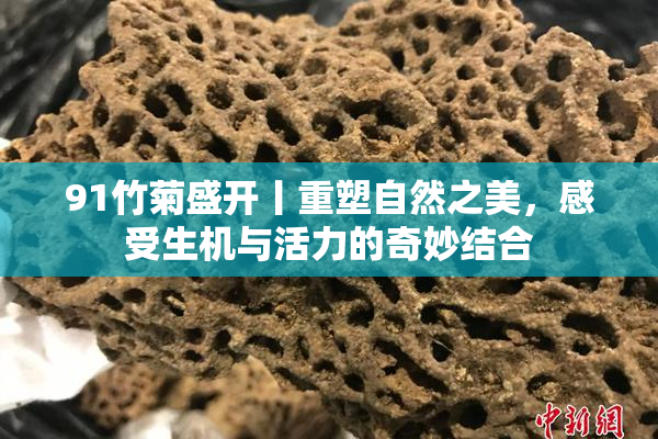 91竹菊盛开丨重塑自然之美，感受生机与活力的奇妙结合