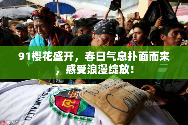 91樱花盛开，春日气息扑面而来，感受浪漫绽放！