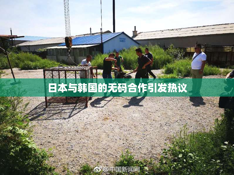 日本与韩国的无码合作引发热议