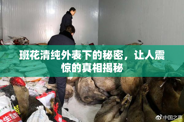 班花清纯外表下的秘密，让人震惊的真相揭秘